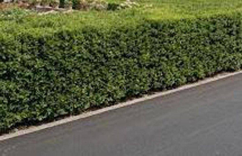 La siepe è verde e ben potata ma sporge, multa da 180 euro a ogni condomino della palazzina